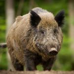 Aujezskyho choroba přenášená divokými prasaty